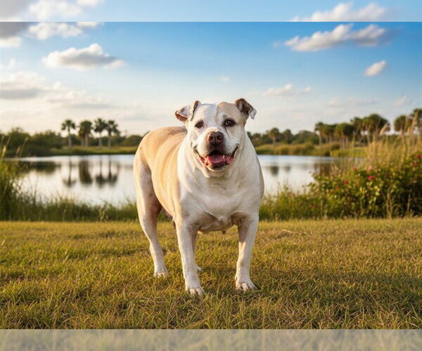 Medium Photo #2 American Bulldog-Unknown Mix Puppy For Sale in Tavares, FL, USA