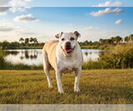 Small #1 American Bulldog Mix