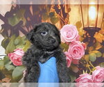 Small #2 Poodle (Standard) Mix