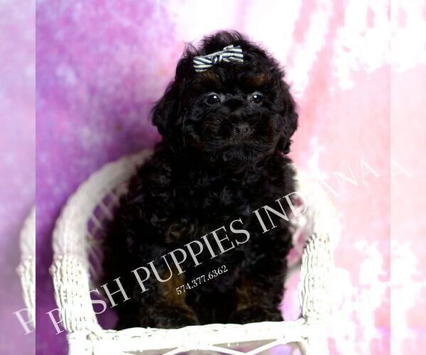 Medium Photo #6 Poodle (Toy) Puppy For Sale in WARSAW, IN, USA