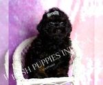 Small #5 Poodle (Toy)