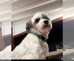 Small #2 Shih Tzu Mix