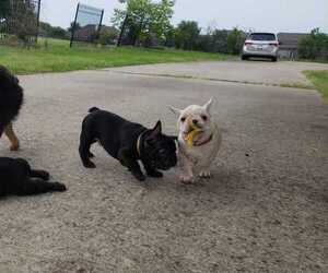 French Bulldog Puppy for Sale in TERRELL, Texas USA