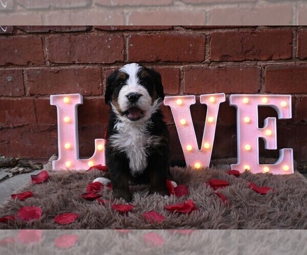 Medium Photo #17 Bernedoodle Puppy For Sale in ELMWOOD, IL, USA