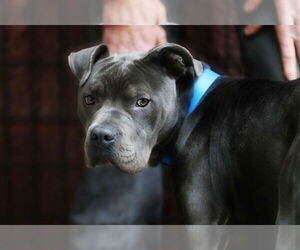 American Staffordshire Terrier Dogs for adoption in Forest, VA, USA