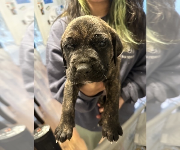 Medium Photo #15 Cane Corso-Saint Bernard Mix Puppy For Sale in LIVERMORE, CA, USA