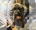 Small Photo #15 Cane Corso-Saint Bernard Mix Puppy For Sale in LIVERMORE, CA, USA