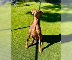 Doberman Pinscher Dogs for adoption in Salinas, CA, USA