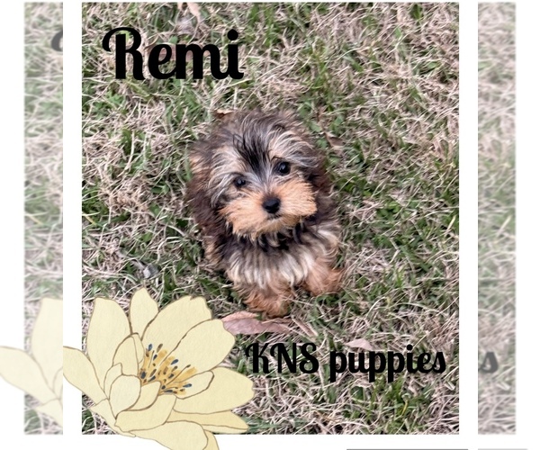 Medium Photo #1 Yorkshire Terrier Puppy For Sale in NACOGDOCHES, TX, USA