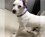 Small Chihuahua Mix