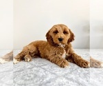 Small #5 Goldendoodle (Miniature)
