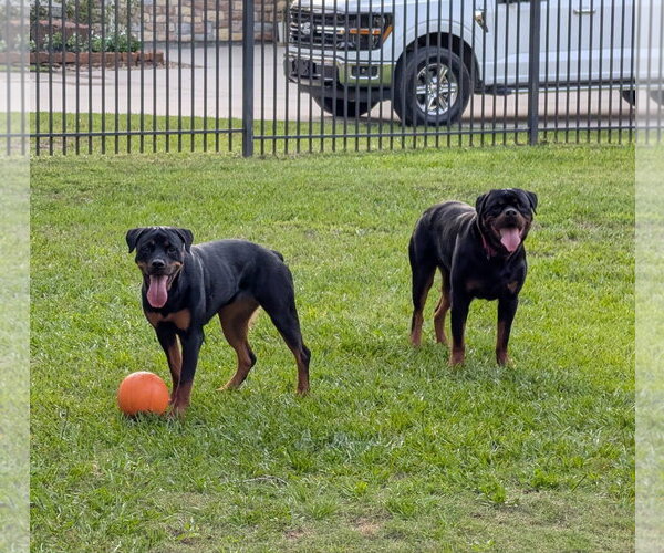 Medium Photo #3 Rottweiler Puppy For Sale in White Hall, AR, USA