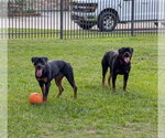 Small #2 Rottweiler