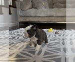 Small #2 French Bulldog