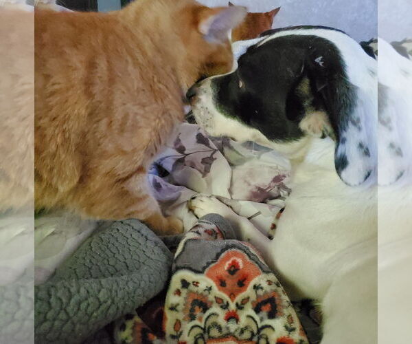 Medium Photo #4 Mutt Puppy For Sale in New Castle, DE, USA