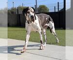Small Great Dane