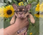 Small #7 French Bulldog