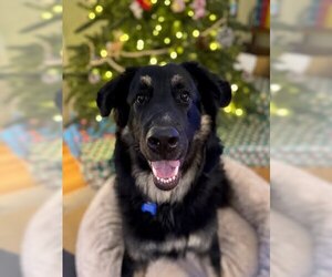 German Shepherd Dog-Great Pyrenees Mix Dogs for adoption in Winter Park, CO, USA