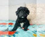 Small Photo #2 Bernedoodle-Poodle (Toy) Mix Puppy For Sale in COOKEVILLE, TN, USA