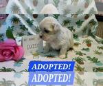 Puppy ADOPTED Daisy Maltipoo (Miniature)