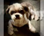 Small Photo #7 Shih Tzu Puppy For Sale in Spring Lake, NC, USA