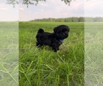 Puppy Kermit Zuchon