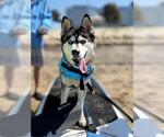 Small #2 Siberian Husky