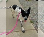Small #1 Mutt