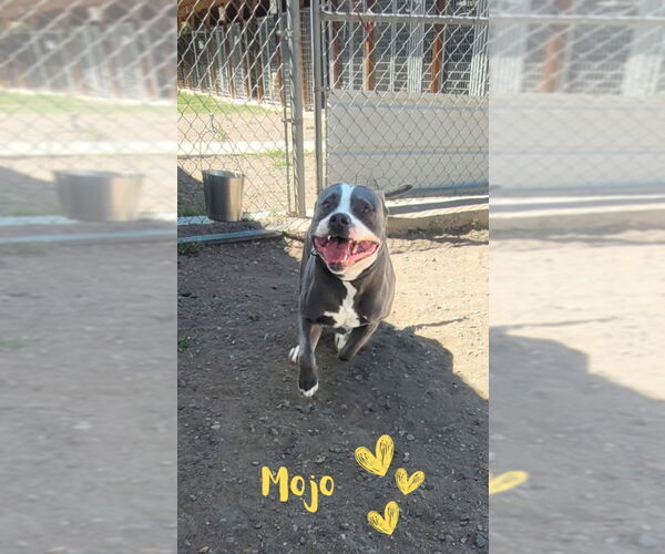 Medium Photo #5 Staffordshire Bull Terrier Puppy For Sale in Monte Vista, CO, USA
