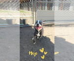 Small #4 Staffordshire Bull Terrier