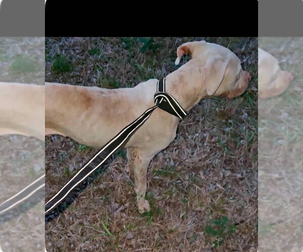 Medium Photo #10 American Pit Bull Terrier-Unknown Mix Puppy For Sale in New York, NY, USA