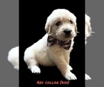 Small #1 English Cream Golden Retriever