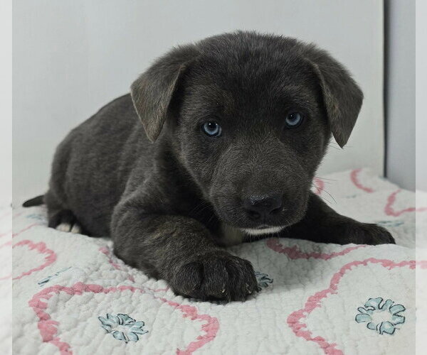 Medium Photo #2 German Shepherd Dog-Unknown Mix Puppy For Sale in Brewster, NY, USA