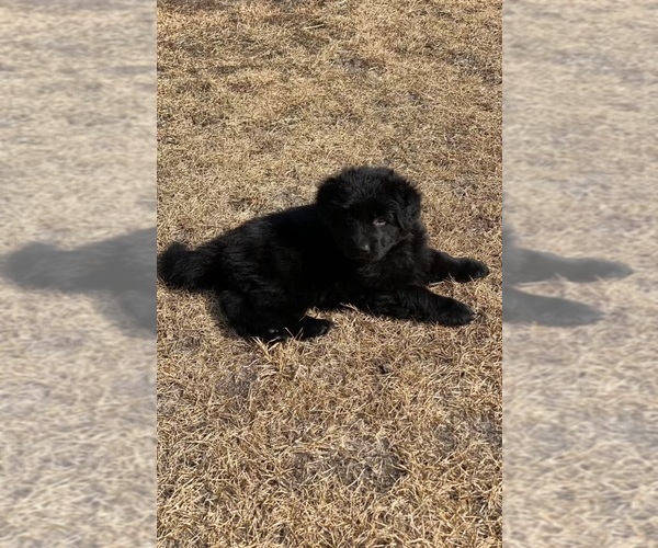 Medium Photo #4 German Shepherd Dog Puppy For Sale in BUENA, NJ, USA