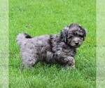 Small Photo #4 Goldendoodle-Poodle (Miniature) Mix Puppy For Sale in GAP, PA, USA