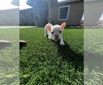 Small Photo #9 French Bulldog Puppy For Sale in SAN DIEGO, CA, USA