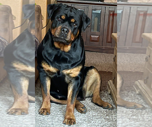 Mother of the Rottweiler puppies born on 04/03/2025