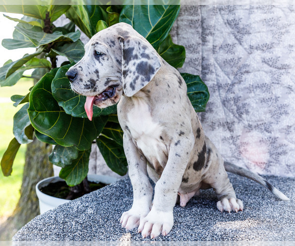 Medium Photo #17 Great Dane Puppy For Sale in WAKARUSA, IN, USA