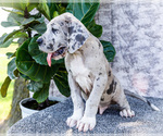 Small #16 Great Dane