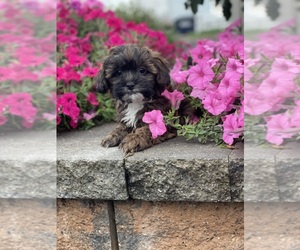 ShihPoo Puppy for sale in CANOGA, NY, USA