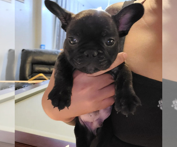 Medium Photo #5 French Bulldog Puppy For Sale in FONTANA, CA, USA