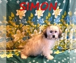 Small #2 Shih-Poo