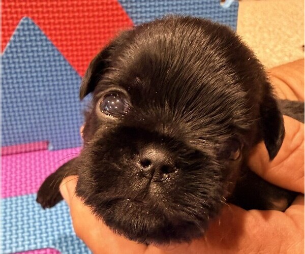 Medium Photo #9 Brussels Griffon Puppy For Sale in SPRING BRANCH, TX, USA