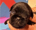 Small #8 Brussels Griffon