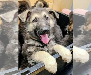 German Shepherd Dog Puppy for sale in ARNOLD, MO, USA