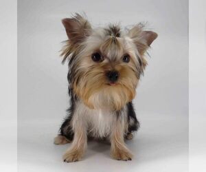 Yorkshire Terrier Puppy for sale in LOS ANGELES, CA, USA