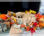 Small #1 Golden Labrador