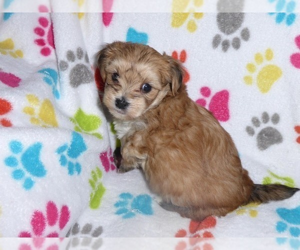 Medium Photo #2 Morkie Puppy For Sale in ORO VALLEY, AZ, USA