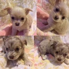 Chihuahua Puppy for sale in JOHNSTOWN, PA, USA