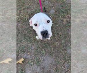 Mutt Dogs for adoption in Fayetteville, NC, USA